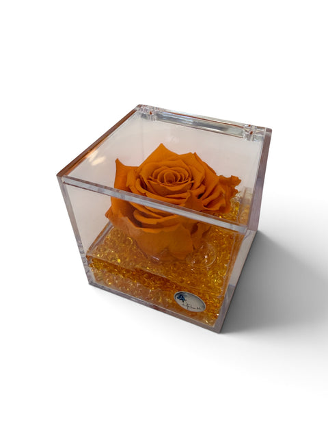 Rosa arancio media