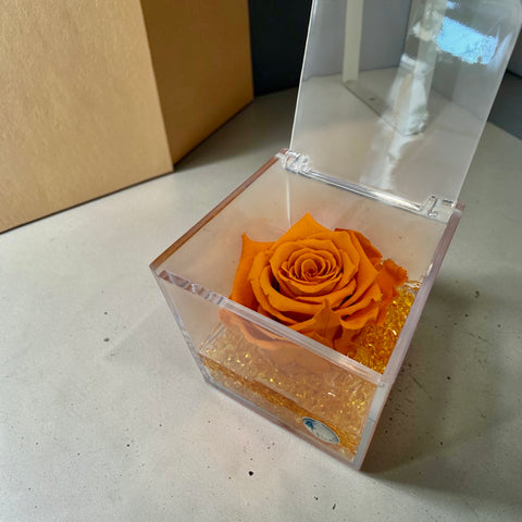 Rosa arancio media