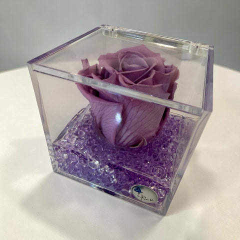 Rosa viola