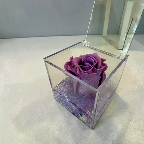 Rosa viola