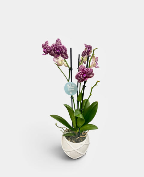 Orchidea violetta a pallini
