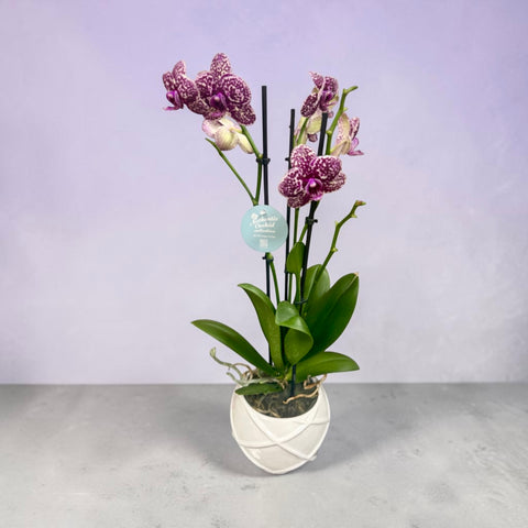 Orchidea violetta a pallini
