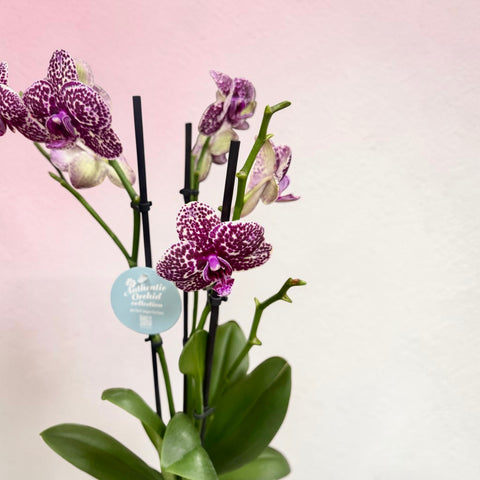 Orchidea violetta a pallini