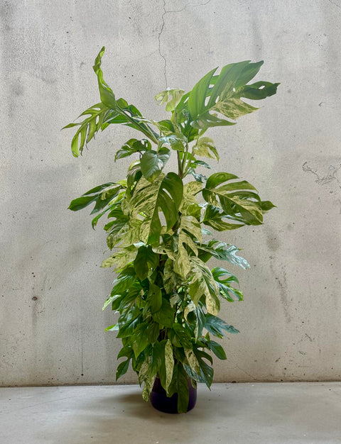 Filodendro variegato