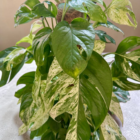 Filodendro variegato