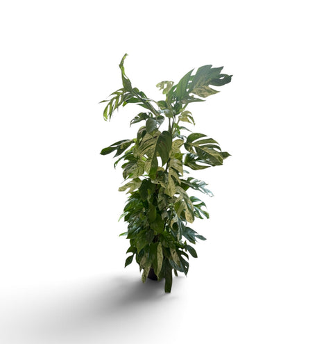 Filodendro variegato