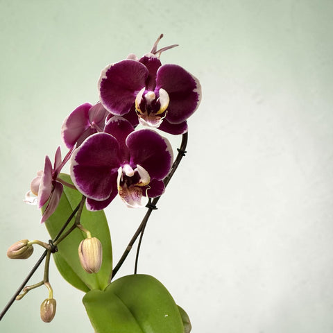 Orchidea piccola con vaso