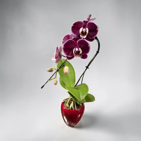 Orchidea piccola con vaso