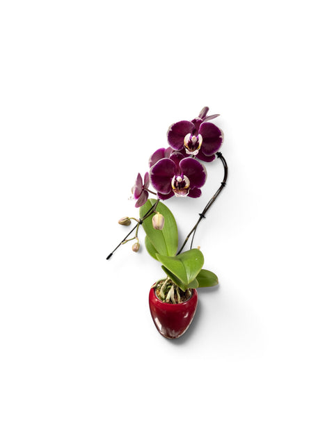 Orchidea piccola con vaso