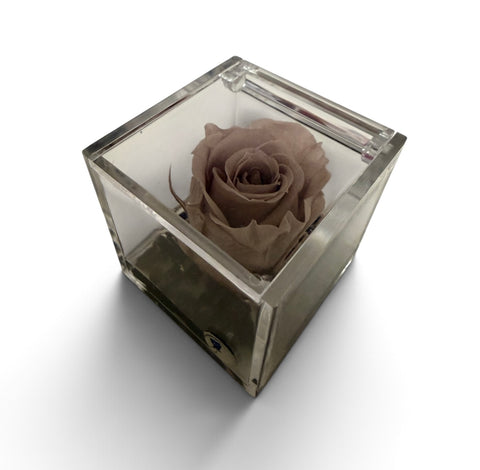Rosa stabilizzata NEW autunno