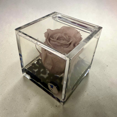 Rosa stabilizzata NEW autunno