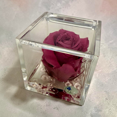 Rosa stabilizzata NEW autunno