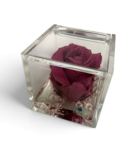 Rosa stabilizzata NEW autunno