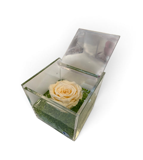 Rosa stabilizzata NEW autunno