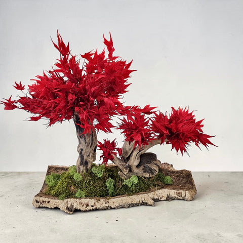 Bonsai - stabilizzato - acero con base legno