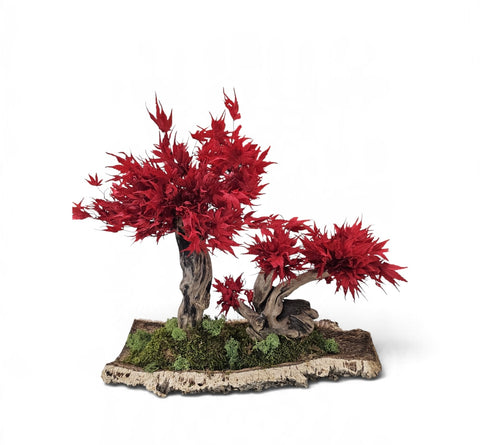 Bonsai - stabilizzato - acero con base legno