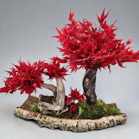 Bonsai - stabilizzato - acero con base legno