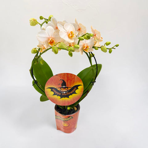 orchidea di Halloween NEW