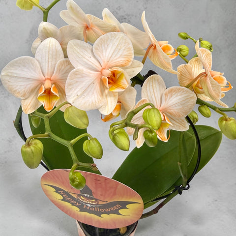 orchidea di Halloween NEW