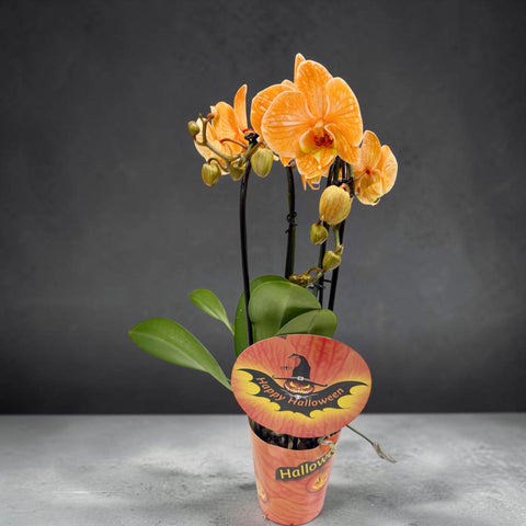 orchidea di Halloween NEW 2