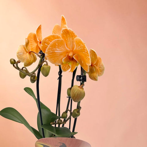 orchidea di Halloween NEW 2