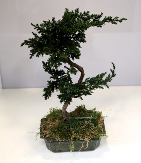 Bonsai - stabilizzato - medio