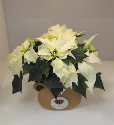 Collezione Natale | Stella di Natale bianca piccola