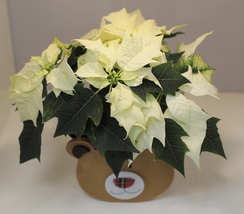 Collezione Natale | Stella di Natale bianca piccola