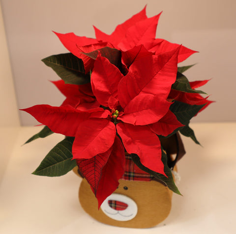 Collezione Natale | Stella di Natale rossa piccola