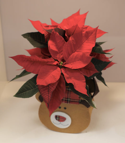 Collezione Natale | Stella di Natale rossa piccola