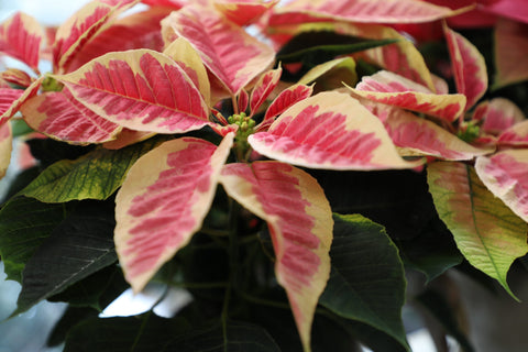 Collezione Natale | Stella di Natale bi-color media