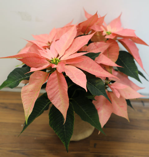 Collezione Natale | Stella di Natale rosa media