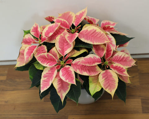 Collezione Natale | Stella di Natale bi-color media