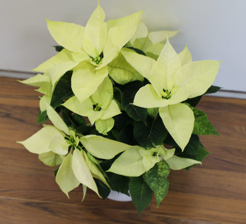 Collezione Natale | Stella di Natale bianca piccola