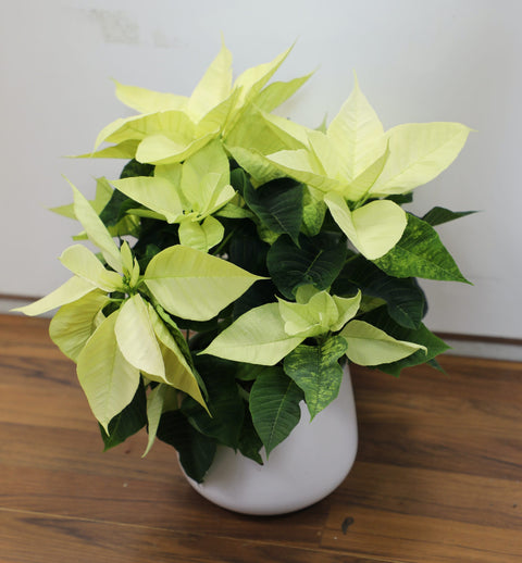 Collezione Natale | Stella di Natale bianca piccola