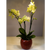 Orchidea  - in vaso in ceramica