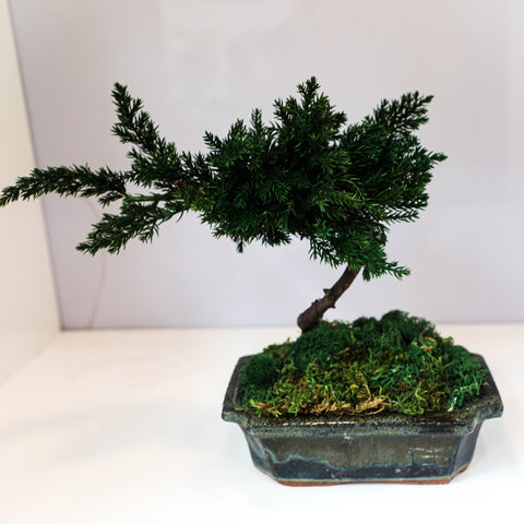 Bonsai - stabilizzato - in vaso di ceramica - piccolo