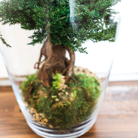 Bonsai - stabilizzato - grande campana di vetro