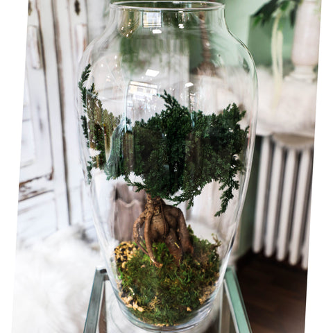 Bonsai - stabilizzato - grande campana di vetro