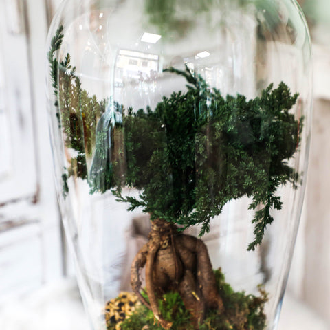 Bonsai - stabilizzato - grande campana di vetro