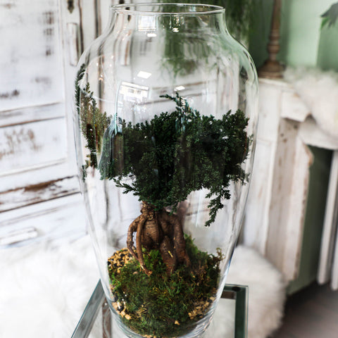 Bonsai - stabilizzato - grande campana di vetro