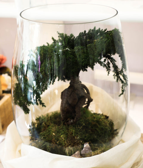 Bonsai - stabilizzato - campana di vetro