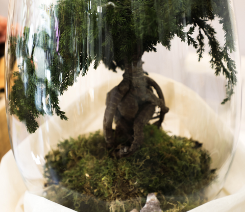 Bonsai - stabilizzato - campana di vetro