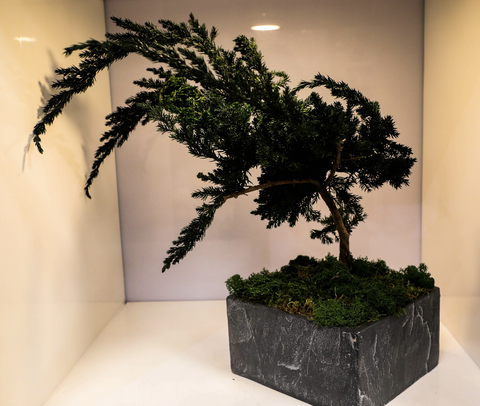 Bonsai - stabilizzato - vaso in pietra
