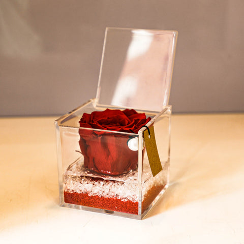 Eternal Roses | Cube Red | media