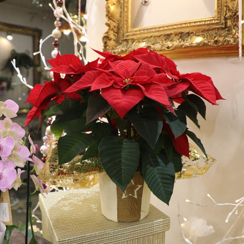 Collezione Natale | Stella di Natale rossa media
