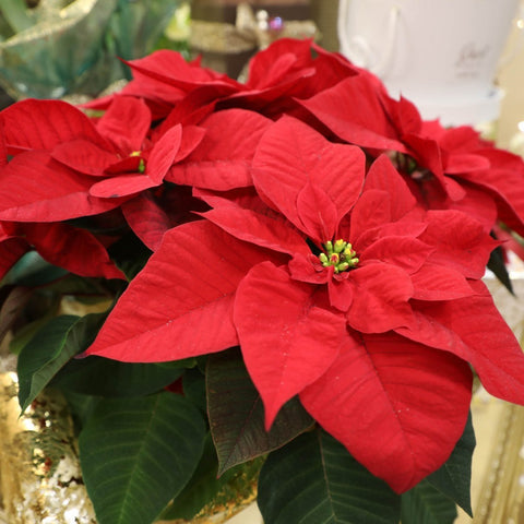 Collezione Natale | Stella di Natale rossa media