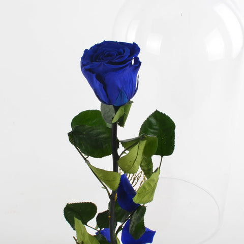 Collezione fiabe | La rosa Incantata eterna Blu | Big