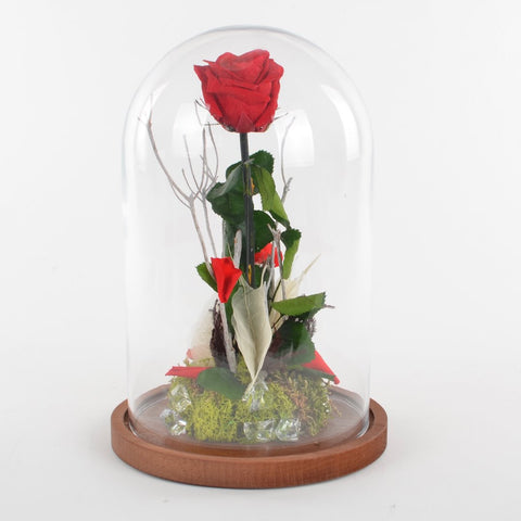 Collezione fiabe | La rosa Incantata rossa eterna | media