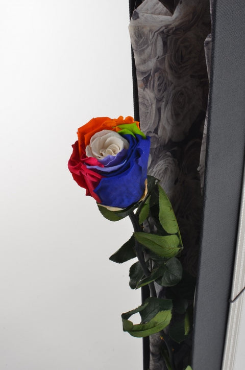 Gift roses | rosa Singola multicolor con gambo | Eterna